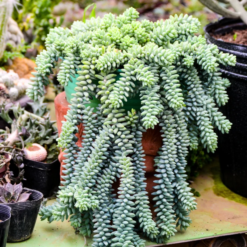 Donkey Tail Succulent Plant Live, Trailing Sedum Live Plant For Indoor Outdoor, In Pot