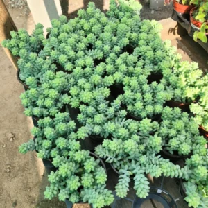 Donkey Tail Succulent Plant Live, Trailing Sedum Live Plant For Indoor Outdoor, In Pot