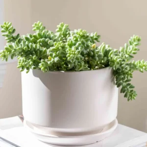 Donkey Tail Succulent Plant Live, Trailing Sedum Live Plant For Indoor Outdoor, In Pot