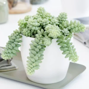 Donkey Tail Succulent Plant Live, Trailing Sedum Live Plant For Indoor Outdoor, In Pot
