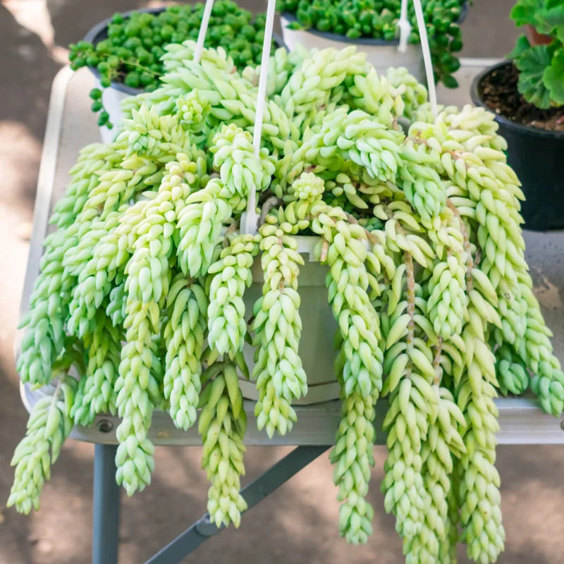 Donkey Tail Succulent Plant Live, Trailing Sedum Live Plant For Indoor Outdoor, In Pot