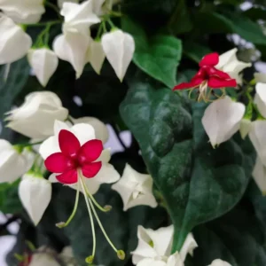 White Bleeding Heart Vine, In 4 Inc Pot, Clerodendrum Plant with Red and White Blooms for Indoor or Outdoor Decor