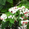White Bleeding Heart Plant Live, In 4 Inch Pot, Clerodendrum Bleeding Heart Vine with Red and White Flowers for Hanging Baskets