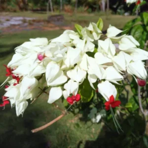 White Bleeding Heart Vine, In 4 Inc Pot, Clerodendrum Plant with Red and White Blooms for Indoor or Outdoor Decor