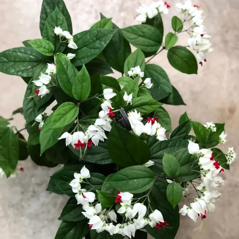 White Bleeding Heart Vine, In 4 Inc Pot, Clerodendrum Plant with Red and White Blooms for Indoor or Outdoor Decor