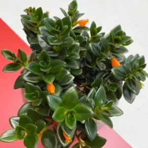 Goldfish Plant Live, Goldfish Vine, In 2-Inch Pot, Ornamental Goldfish for Indoor Hanging Baskets