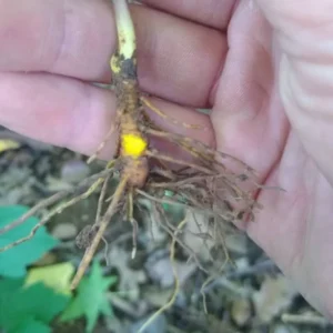 6 Goldenseal Roots Plants, Goldenseal Bulbs, Goldenseal Roots To Plant, Goldenseal Roots For Planting