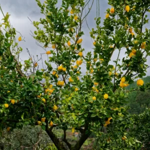 Meyer Lemon Tree, Meyers Lemon Tree Live Plant, Potted Meyer Lemon Tree, Live Fruit Plant
