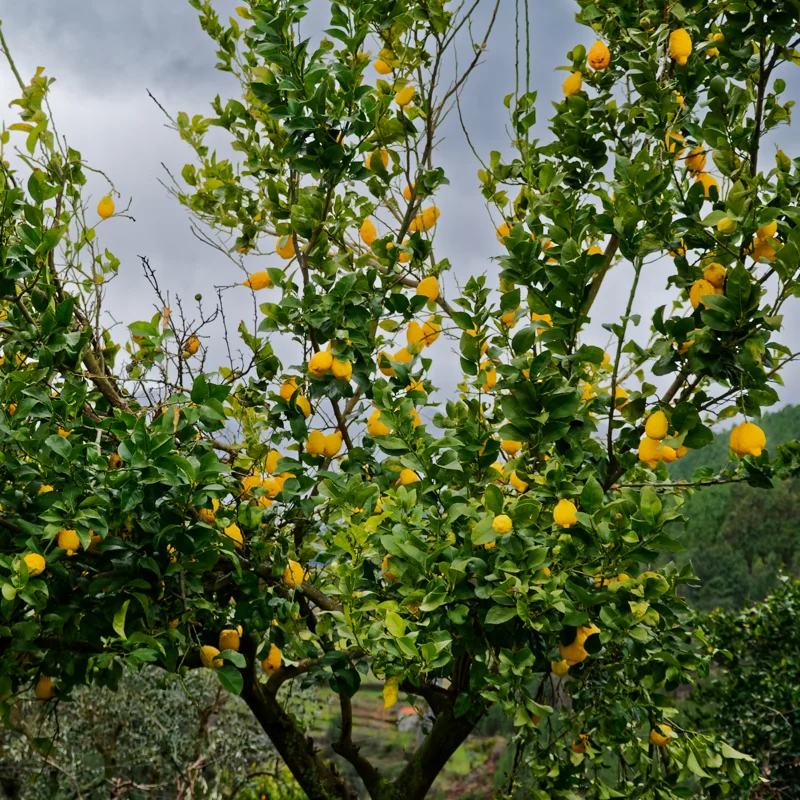 Meyer Lemon Tree, Meyers Lemon Tree Live Plant, Potted Meyer Lemon Tree, Live Fruit Plant