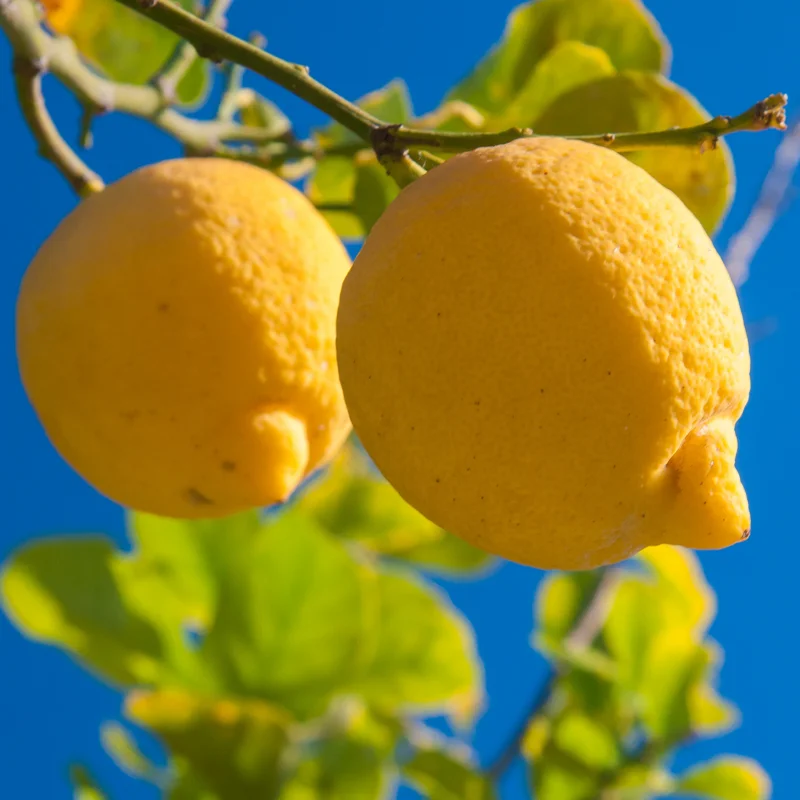 Meyers Lemon Tree, Meyer Lemon Lime Tree, Live Meyer Lemon Tree, Fruit Tree Live Plant