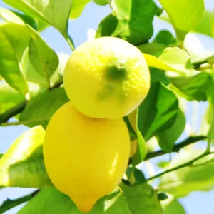 Meyers Lemon Tree, Meyer Lemon Lime Tree, Live Meyer Lemon Tree, Fruit Tree Live Plant