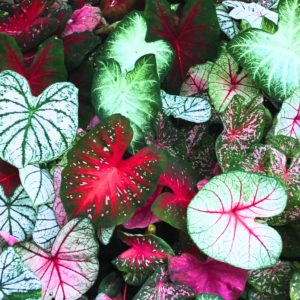 Caladium Bulbs For Spring Planting, 4 Caladium Bulbs, Rare Caladium Bulbs, Polka Dot Caladium Bulbs