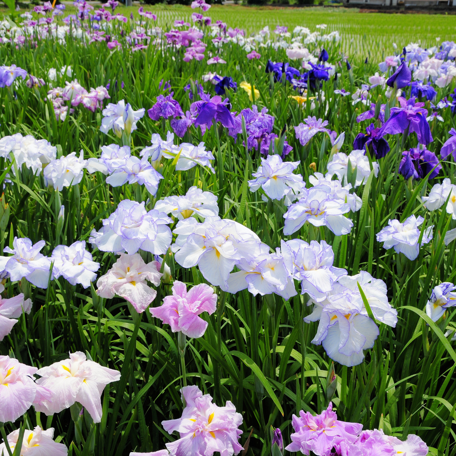 2 Iris Bulbs, Iris Bulbs, Perennial Flower Bulbs, Irises Flowering Bulbs - Image 3