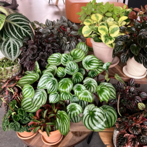 Peperomia Live Plant, Raindrop Peperomia Live Plant In 3.5 Inches Pot, Peperomia Plant Live Houseplants