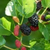 Dwarf Mulberry Tree Everbearing Morus Nigra Fruiting 6-8" Tall 4" Pot