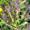 Kalanchoe Plant Live, Mother of Thousands, 2 Plants in 2 Inc Pots, Kalanchoe Succulent Plant Live