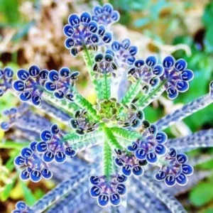 Kalanchoe Plant Live, Mother of Thousands, 2 Plants in 2 Inc Pots, Kalanchoe Succulent Plant Live