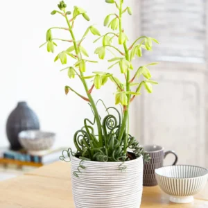 Rare Frizzle Sizzle Plant Live, Albuca Spiralis, 2 Bulbs, Succulent House Plant, Corkscrew Albuca Curly Grass