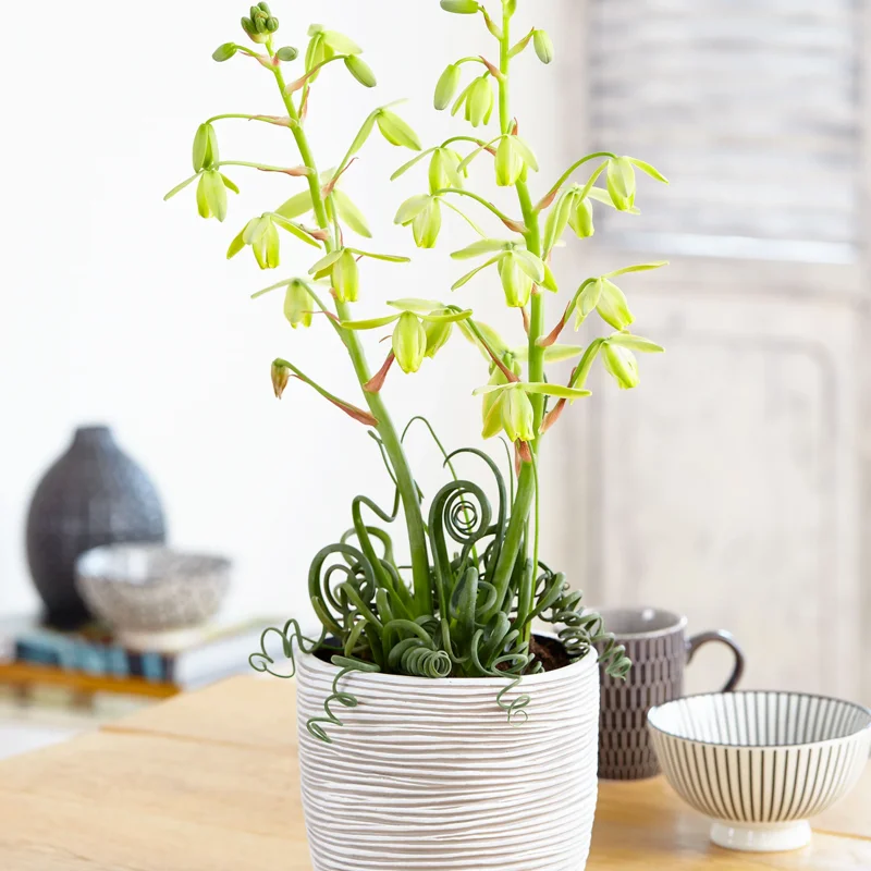 Rare Frizzle Sizzle Plant Live, Albuca Spiralis, 2 Bulbs, Succulent House Plant, Corkscrew Albuca Curly Grass