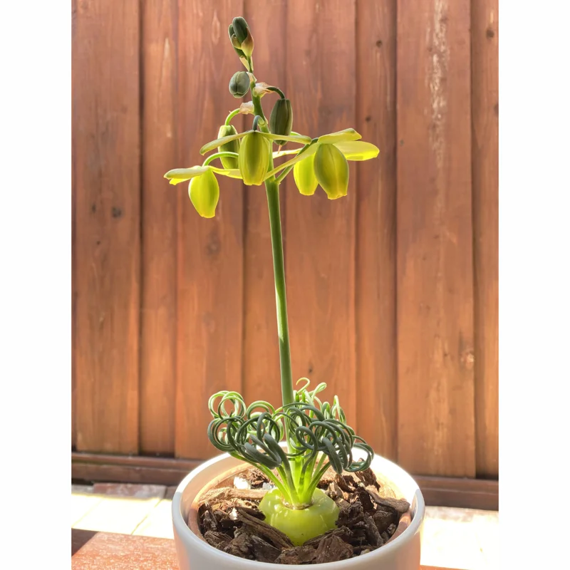 Rare Frizzle Sizzle Plant Live, Albuca Spiralis, 2 Bulbs, Succulent House Plant, Corkscrew Albuca Curly Grass