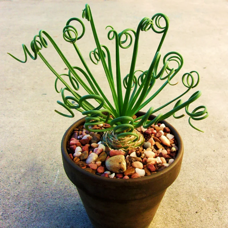 Rare Frizzle Sizzle Plant Live, Albuca Spiralis, 2 Bulbs, Succulent House Plant, Corkscrew Albuca Curly Grass