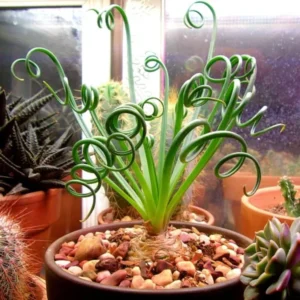 Rare Frizzle Sizzle Plant, Succulent Plant Live, In 2.5 Inc Pot, Corkscrew Albuca Curly Grass, Albuca Succulent House Plant