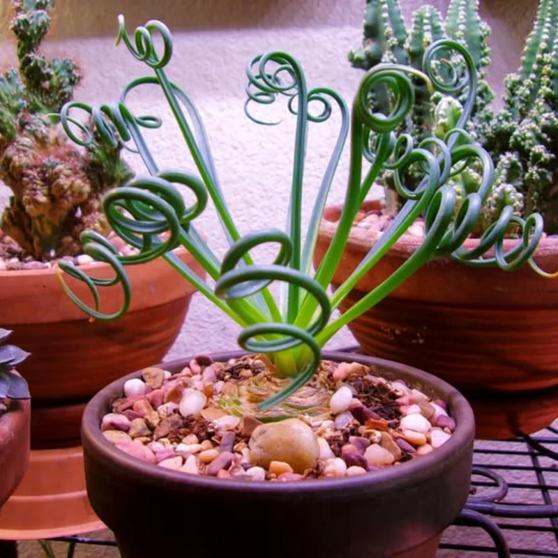 Rare Frizzle Sizzle Plant, Succulent Plant Live, In 2.5 Inc Pot, Corkscrew Albuca Curly Grass, Albuca Succulent House Plant