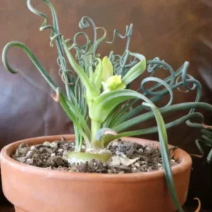 Rare Frizzle Sizzle Plant Live, Albuca Spiralis, 2 Bulbs, Succulent House Plant, Corkscrew Albuca Curly Grass