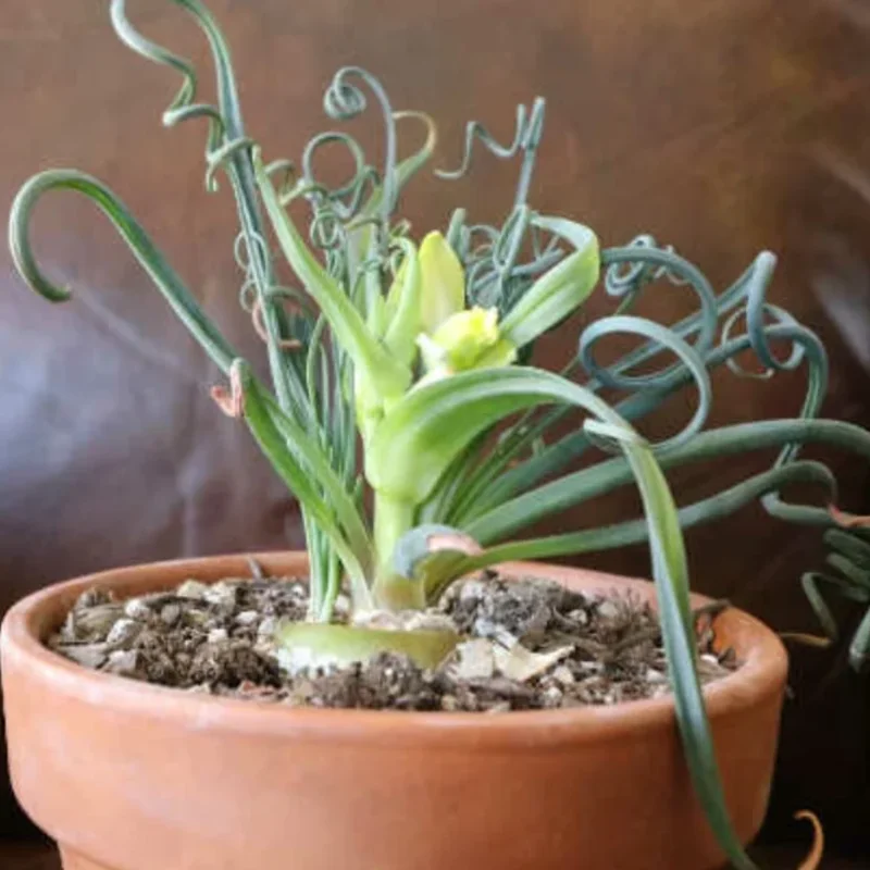 Rare Frizzle Sizzle Plant, Succulent Plant Live, In 2.5 Inc Pot, Corkscrew Albuca Curly Grass, Albuca Succulent House Plant