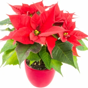 Red Poinsettia Plant Live, In 4.5 Inc Pot, Poinsettia Flowering Houseplant for Holiday Decoration and Gifts