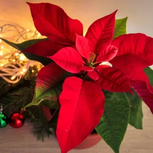 Red Poinsettia Plant Live, In 4.5 Inc Pot, Poinsettia Flowering Houseplant for Holiday Decoration and Gifts