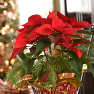 Red Poinsettia Plant Live, In 4.5 Inc Pot, Poinsettia Flowering Houseplant for Holiday Decoration and Gifts
