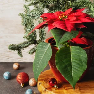 Red Poinsettia Plant Live, In 4.5 Inc Pot, Poinsettia Flowering Houseplant for Holiday Decoration and Gifts