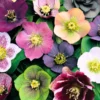 Hellebore Plant Live, Helleborus Live Plant, In 2.5 Inc Pot, Lenten Rose Perennials Flowering Plant Live