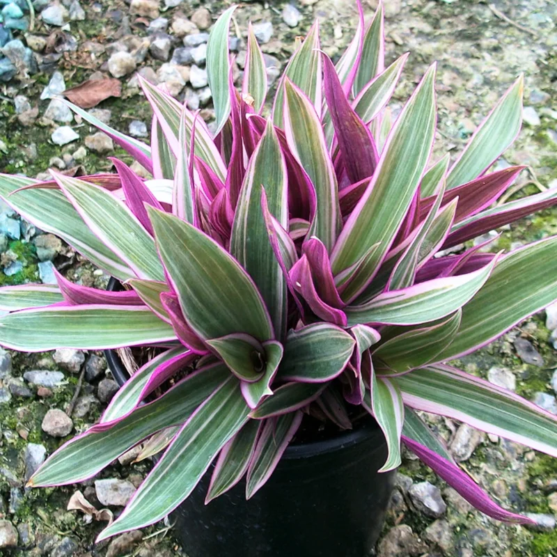 Tricolor Moses in the Cradle Plant, In 4 Inc Pot, Tradescantia Spathacea, Tradescantia Live Plant