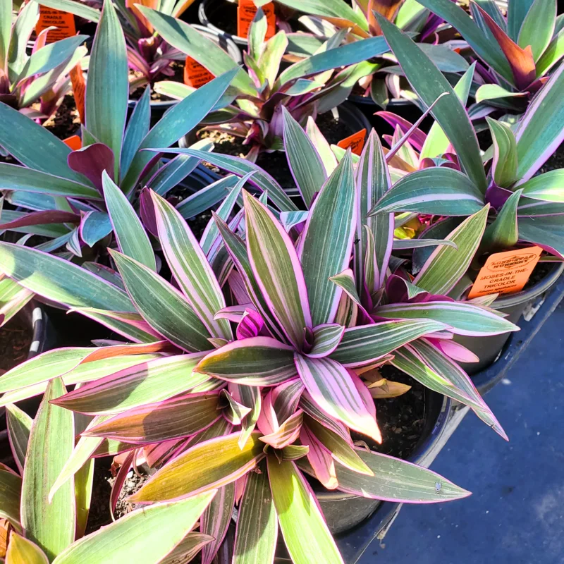 Tricolor Moses in the Cradle Plant, In 4 Inc Pot, Tradescantia Spathacea, Tradescantia Live Plant