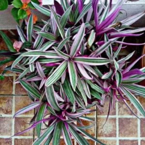 Tricolor Moses in the Cradle Plant, In 4 Inc Pot, Tradescantia Spathacea, Tradescantia Live Plant