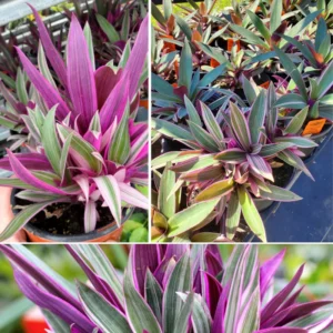 Tricolor Moses in the Cradle Plant, In 4 Inc Pot, Tradescantia Spathacea, Tradescantia Live Plant