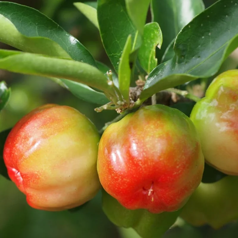 Barbados Cherry Plant Live, In 4 Inc Pot, Acerola Barbados Cherry Tree, Sweet Cherry Tree