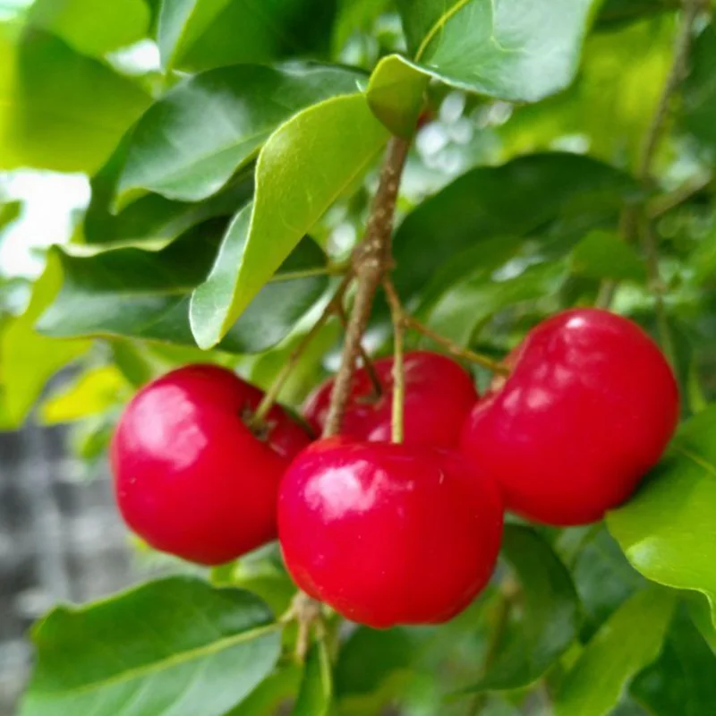 Barbados Cherry Plant Live, In 4 Inc Pot, Acerola Barbados Cherry Tree, Sweet Cherry Tree