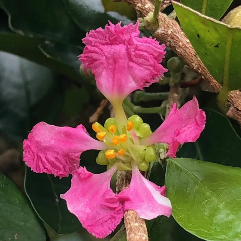 Barbados Cherry Plant Live, In 4 Inc Pot, Acerola Barbados Cherry Tree, Sweet Cherry Tree