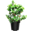 Acerola Barbados Cherry Tree Live Plant, In 4 Inch Pot, Sweet Cherry Plant for Indoor and Outdoor Growing