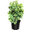 Barbados Cherry Plant Live, Acerola Cherry Tree in 4 Inch Pot, Sweet Cherry Tree for Home Gardens