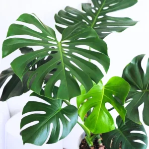 Monstera Plant, Monstera Deliciosa Plant Live 5 To 8 Inches Height Bareroot, Philodendron Plant Live Indoor Houseplant