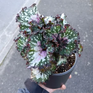 2 Begonia Plants, Mixed Rex Begonia Plants, House Plants Live Indoor, Begonia 4 Inches Bare Root Plants