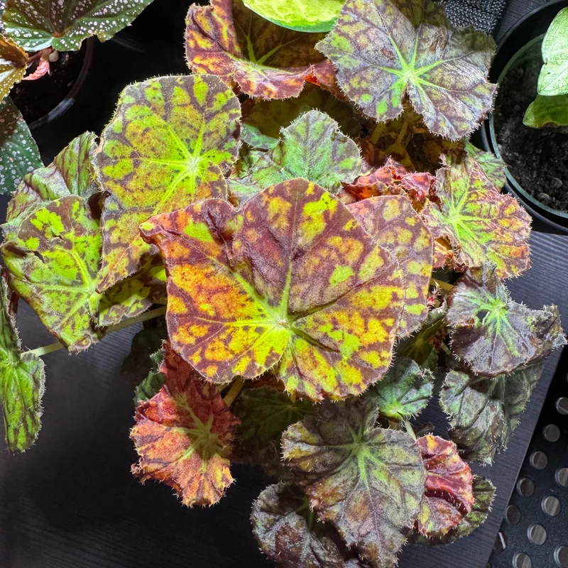2 Begonia Plants, Mixed Rex Begonia Plants, House Plants Live Indoor, Begonia 4 Inches Bare Root Plants