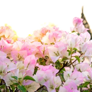 3 Bougainvillea Plants Live, Mixed Bougainvillea Flower For Outdoor Planting, Live Bougainvillea Plants From 5 Inches Tall No Pot