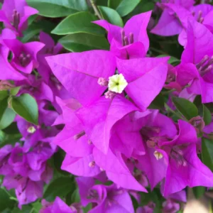 4 Bougainvillea Plants Mixed Flower Plants, Live Bougainvillea Vine Trees, Live Bougainvillea Tree, Bougainvillea Outdoor