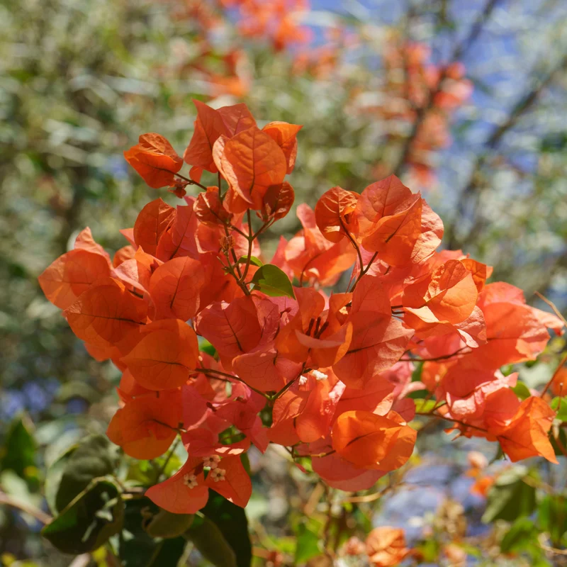 4 Bougainvillea Plants Mixed Flower Plants, Live Bougainvillea Vine Trees, Live Bougainvillea Tree, Bougainvillea Outdoor