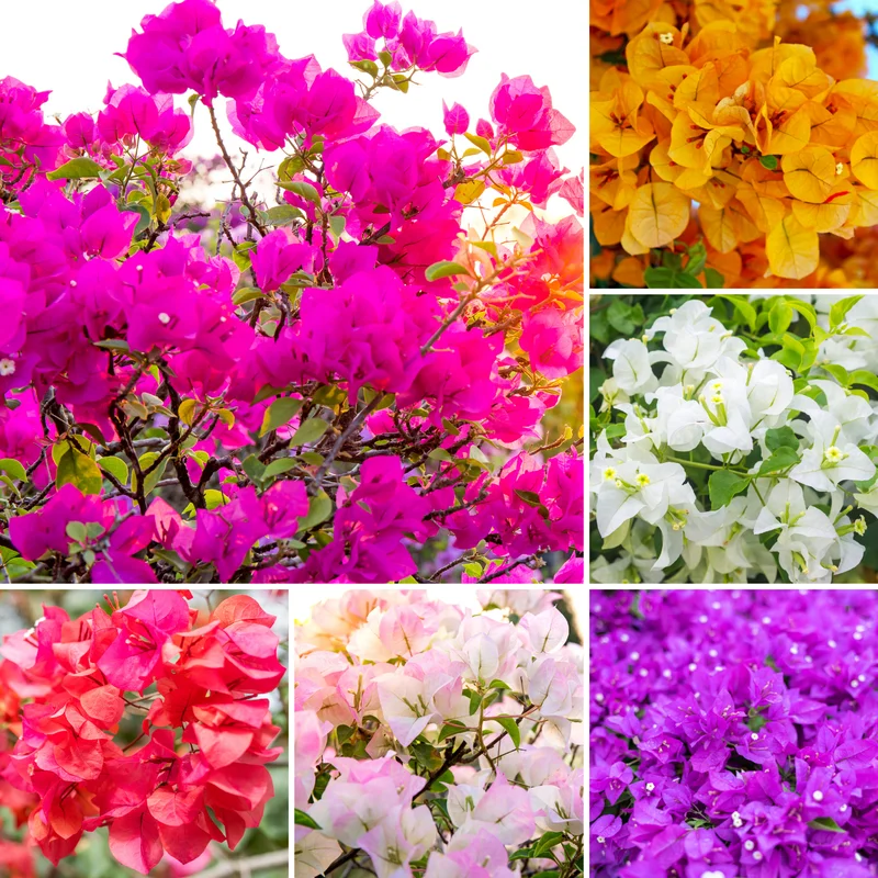 4 Bougainvillea Plants Mixed Flower Plants, Live Bougainvillea Vine Trees, Live Bougainvillea Tree, Bougainvillea Outdoor